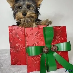 Teacup yorkie puppies
