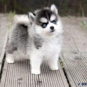 Pomsky puppies available