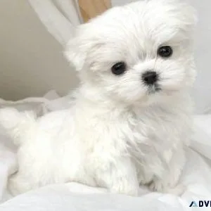 Maltese Puppies