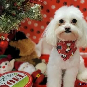 Exclusive small dog crooming