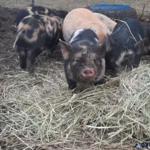 Idaho Pasture Pigs