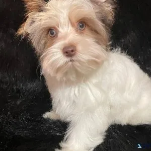 Male Parti Yorkie Puppy
