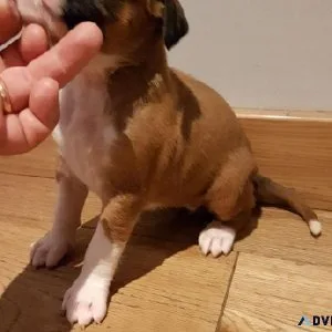 Boxer Puppies