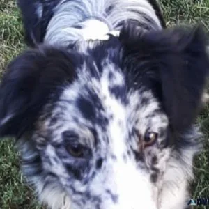 Female Aussies Free To Good Homes