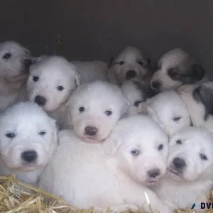 Great Pyrenees puppies