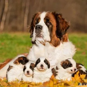 Saint bernard Puppies For Sale Import Bloodline..730093047 9
