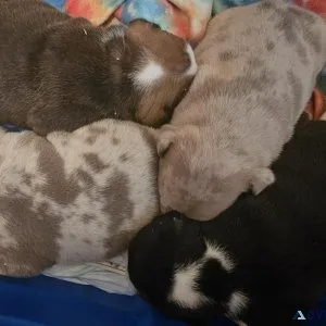 AKC CHAMPION ENGLISH BULLDOGS