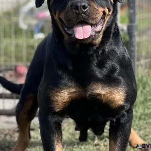 Rottweiler