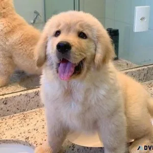 Registered Golden Retriever Puppies