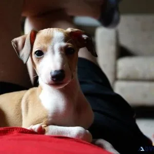 Healthy Italian Greyhound puppies