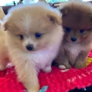 Pomeranian puppies available