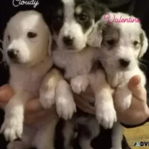 Half Great Pyrenees and half english shepherd puppies