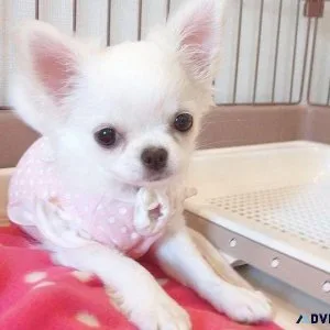Cute male and female Chihuahua puppies