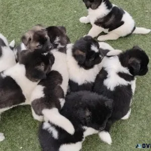 Akita pup - rehoming