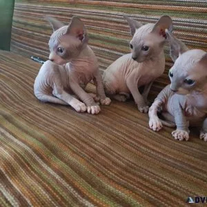 Cute Sphynx Kittens