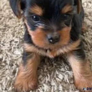 Lovely 3-teacup Yorkie puppies