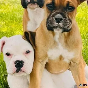 Boxer Puppies (Parents have IPC and AKC registered)