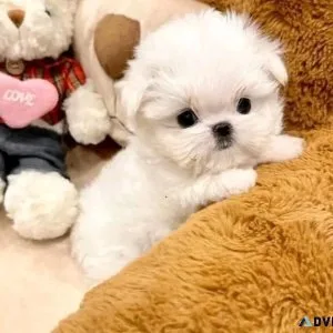 maltese puppies for adoption