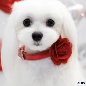 AKC Maltese Litter expected in Feb. 2024