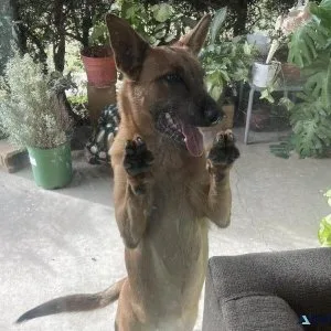 Rehoming Female Malinois