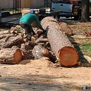 PRO TREE SERVICE FREE  ESTIMATE