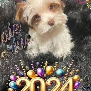 Male Parti Yorkie Puppy