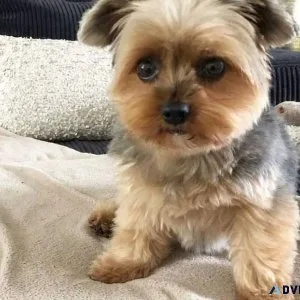 teacup yorkies