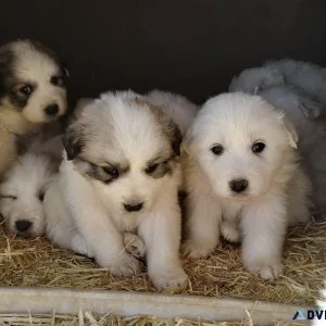 Great Pyrenees puppies