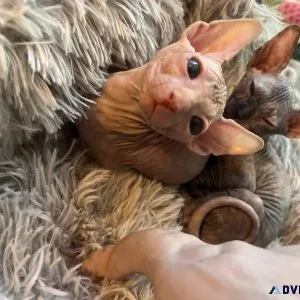 Sphynx Kittens Ready