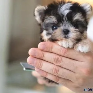 Morkie puppies available