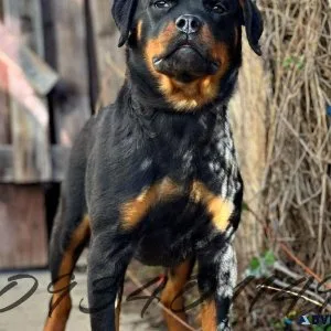 Rottweiler