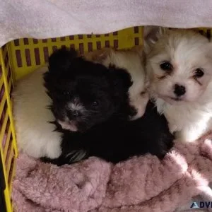 Malti-pom pups