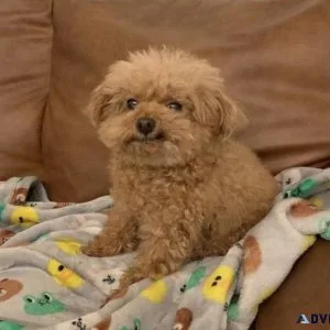 Benny