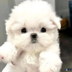 Three adorable Maltese puppies puppies