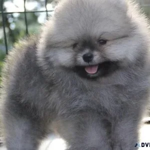 pomeranian puppy for sale