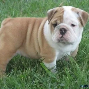 Super adorable English Bulldog puppies