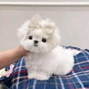 Fantastic Teacup Maltese Puppies Available