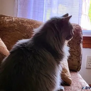 House sitter