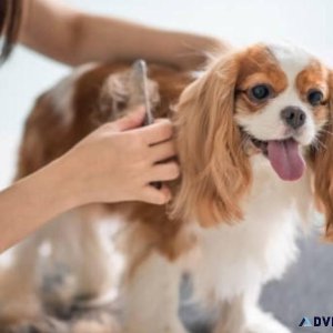 Dog Groomers at Home in Pune