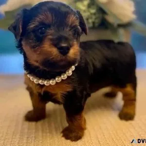 YORKIE PUPPIE FOR ADOPTION