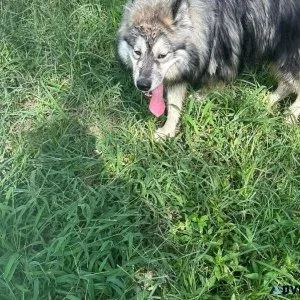 Akc Registered Siberian Husky