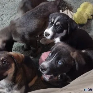 Siberian Husky-Chocolate Lab mix trained dogs