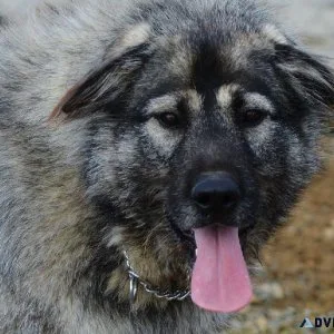 Mastiff x