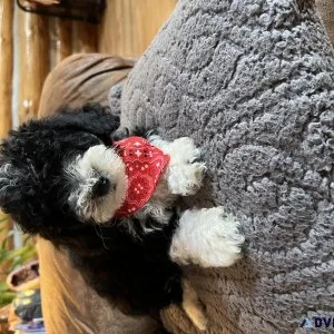 Mini Poodles