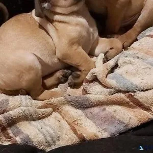 pug puppies