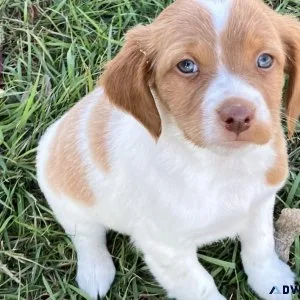 Brittany Spaniel