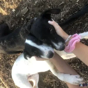 Free Puppies to Good Home