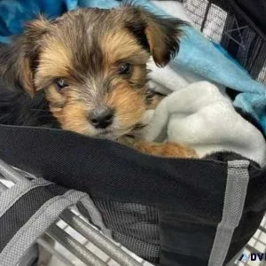 Teacup Yorkie Champion Blood 3-Yorkshire Terriers