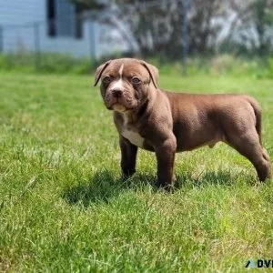 English Bulldogs for Rehoming