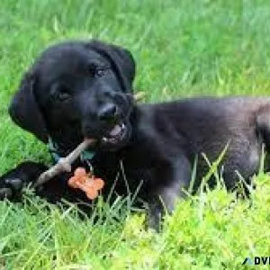 AKC Labradors puppies For Sale